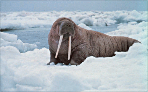 walrus 5