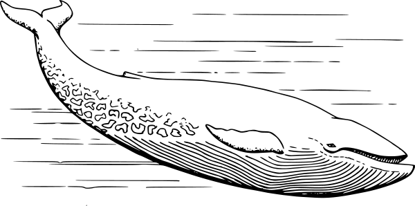 blue whale clip art. See Google docs and WPClipart for a brief how-to. Blue whale. Blue whale