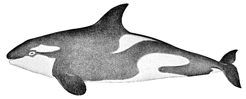 Orca 1897