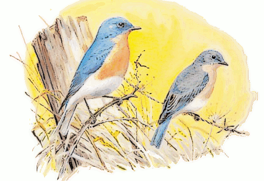 Eastern Bluebird  Sialia sialis  songbird
