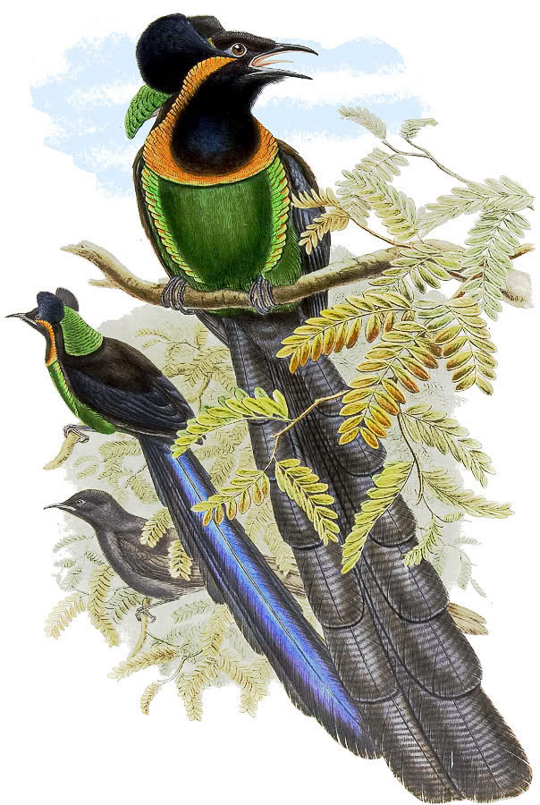 black Bird of Paradise  Astrapia nigra