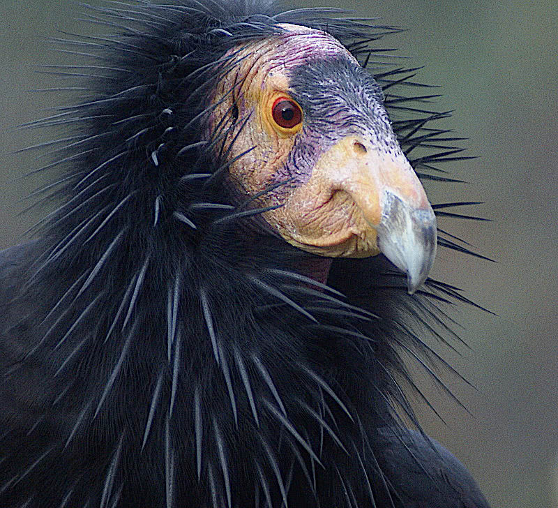 condor closeup