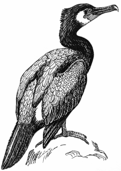 Cormorant BW