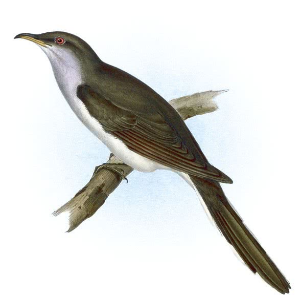 American Cuckoo  Coccyzus americanus