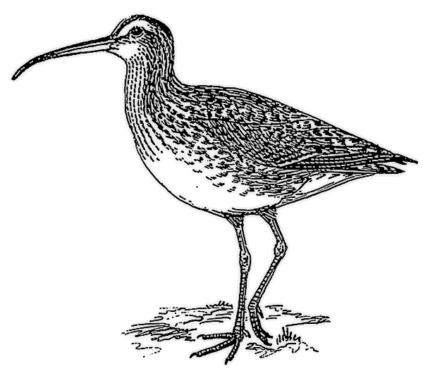 Curlew BW