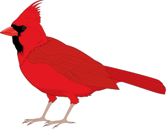 Male Cardinal Bird on Cardinal Male   Public Domain Clip Art Image   Wpclipart Com