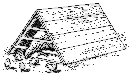 chicken house clipart - photo #49