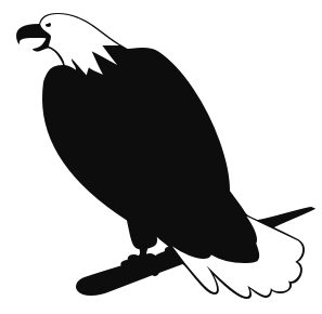 bald eagle 6