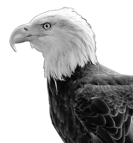 Bald Eagle profile BW