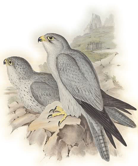 Grey Falcon