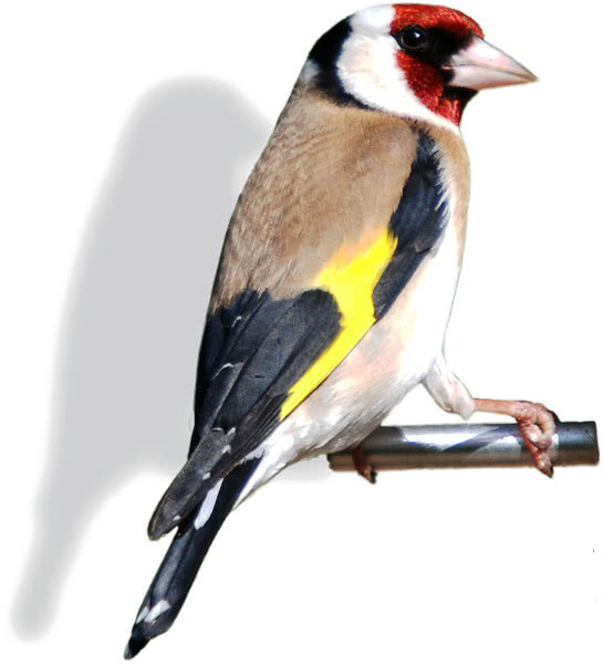 Goldfinch back