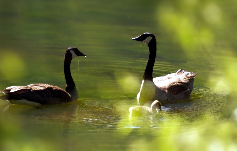 Canadian geese parents with one gosling