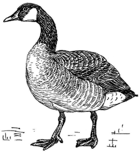 Canadian goose BW