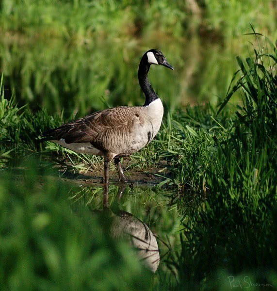 Canadian goose photograph