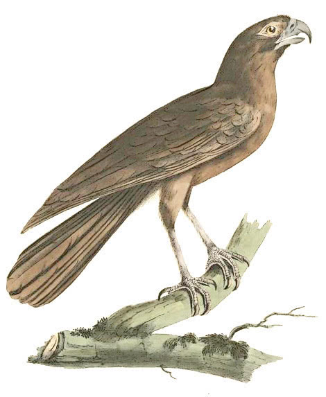 Changeable Hawk Eagle  Nisaetus limnaeetus