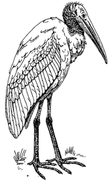 ibis 2