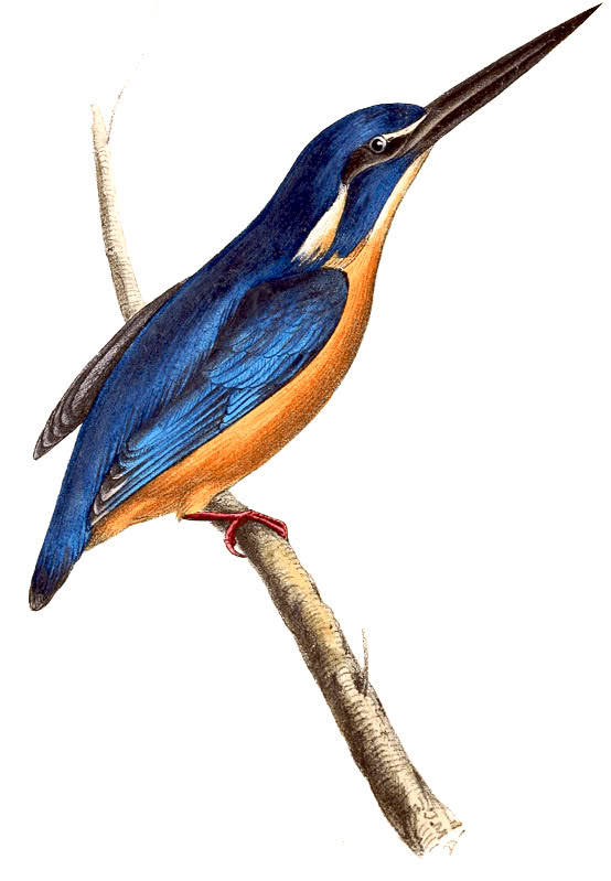 clipart kingfisher bird - photo #21
