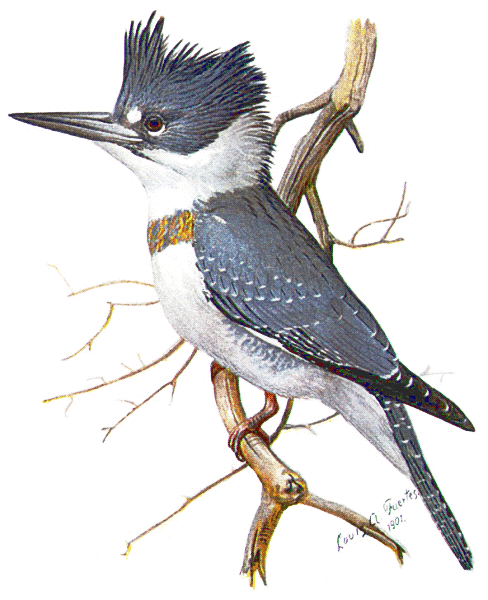 clipart kingfisher bird - photo #44