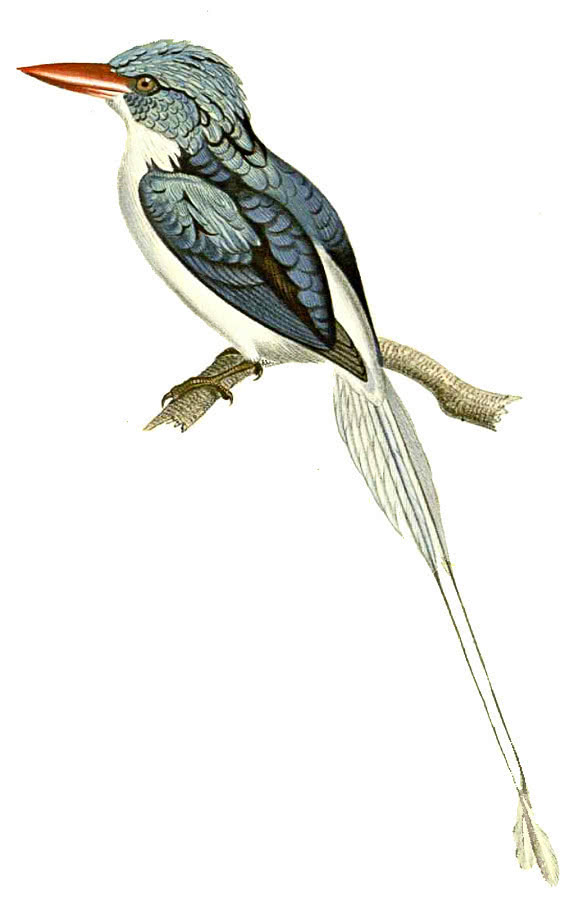 Biak Paradise Kingfisher  Tanysiptera riedelii