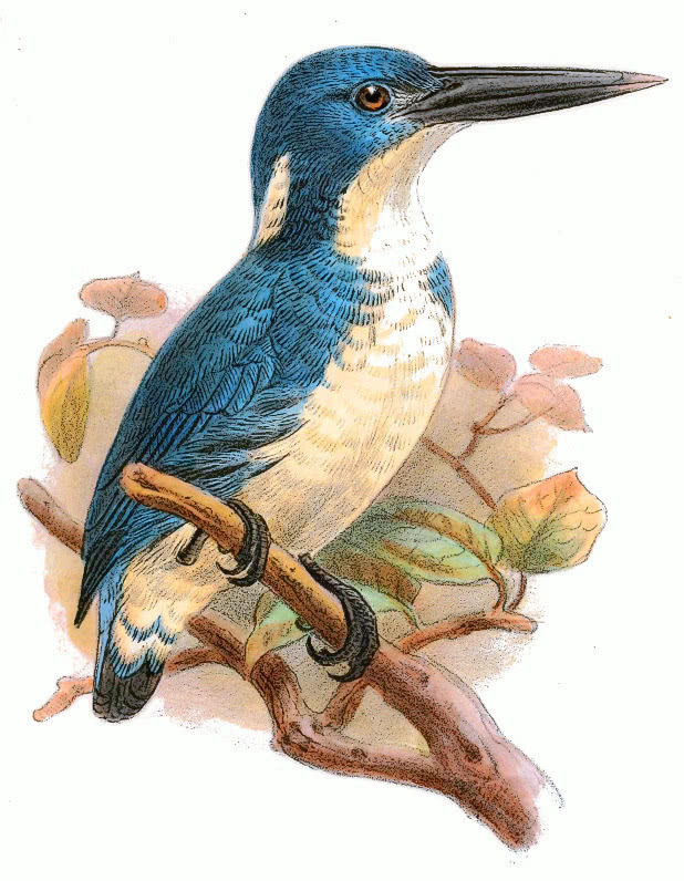 Bismarck Kingfisher  Alcedo websteri