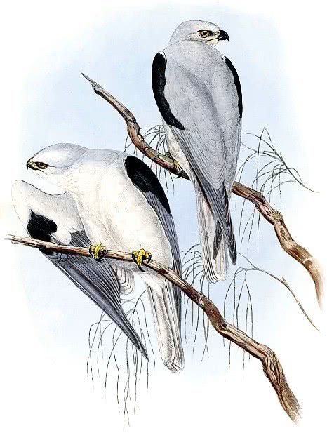 Black shouldered Kite