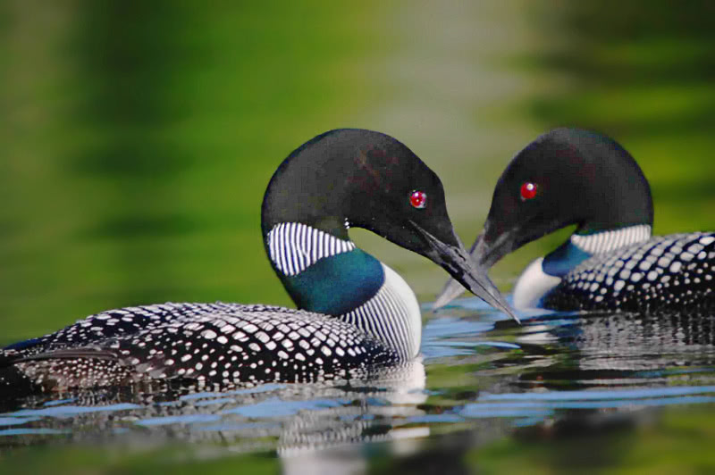 Great Northern Loon  Gavia immer  pair