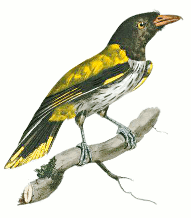 Dark-throated Oriole  Oriolus xanthonotus