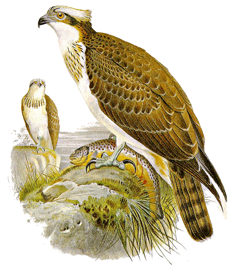Osprey  Pandion haliaetus