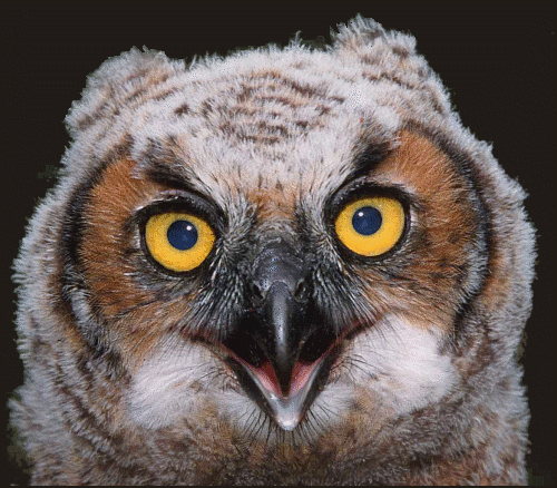 Public domain image of a great horned owl