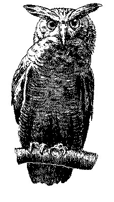 owl 5
