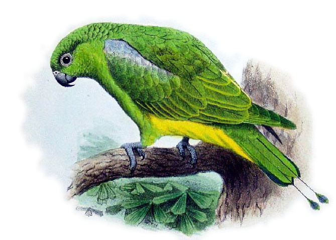 Rachet Tailed Parrot