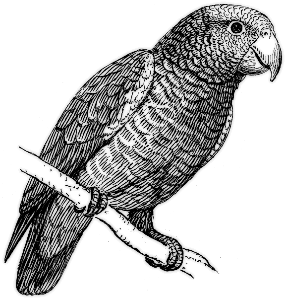 parrot-grayscale