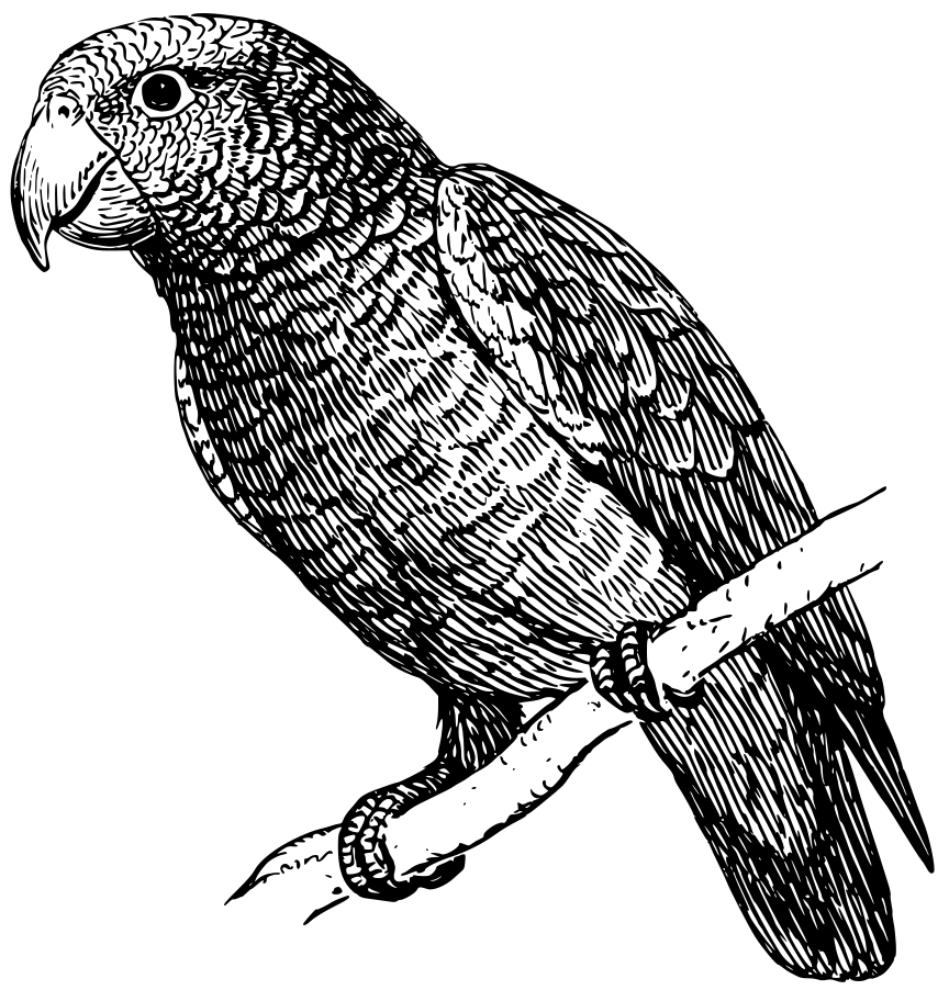 parrot-lineart