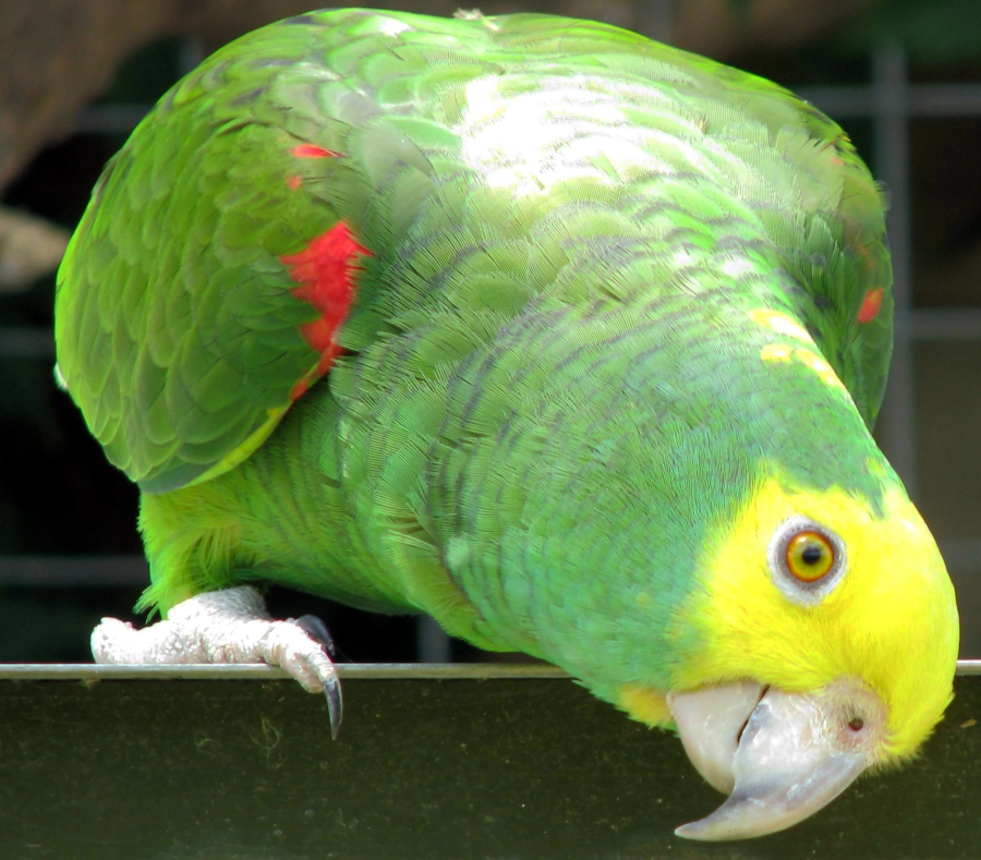 parrot curious
