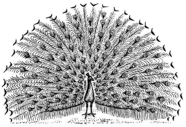 peacock BW