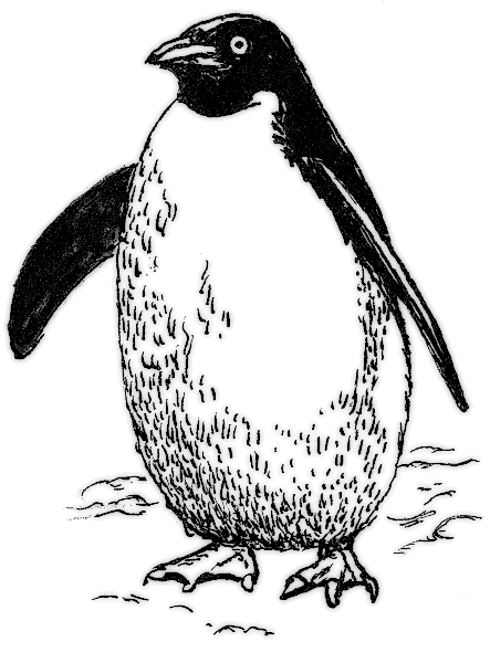 penguin chunky