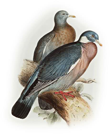 Wood pigeon  Columba palumbus