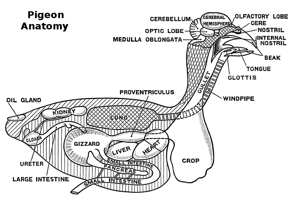 Pigeon anatomy