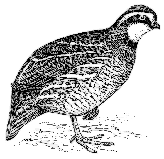 clipart of quail - photo #46