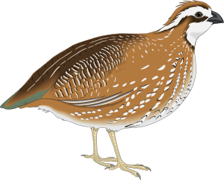 quail 4
