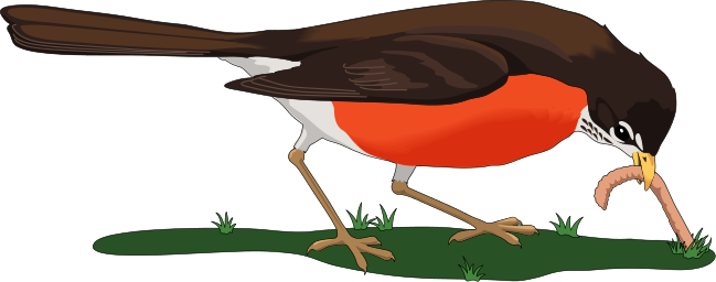 American Robin  Turdus migratorius