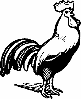rooster 3