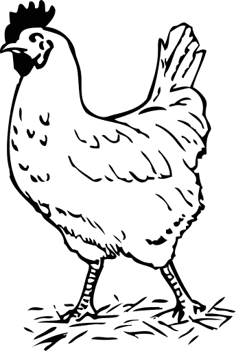 rooster BW sketch