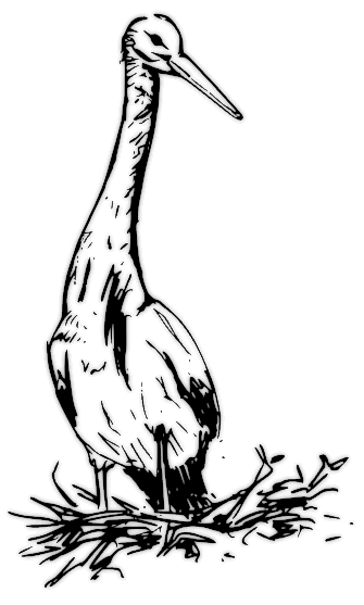 White stork sketch