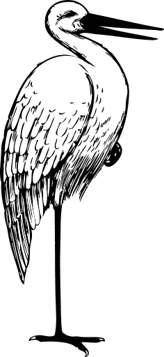stork BW sketch