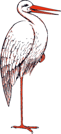 stork on one leg