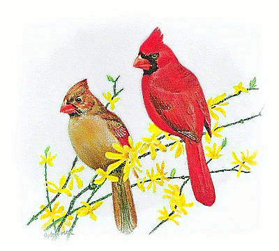 Cardinal Bird on Cardinal   Public Domain Clip Art Image   Wpclipart Com