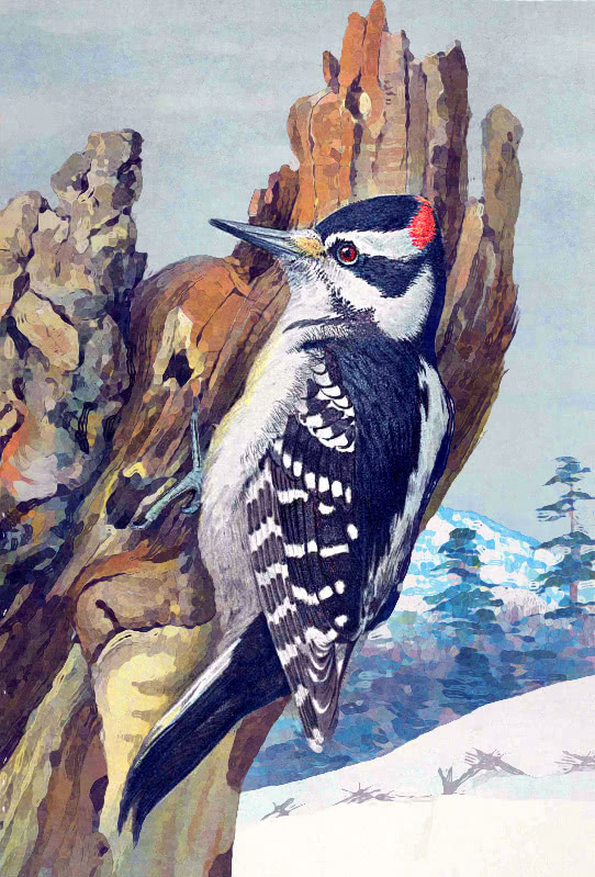 Hairy Woodpecker  Picoides villosus  male