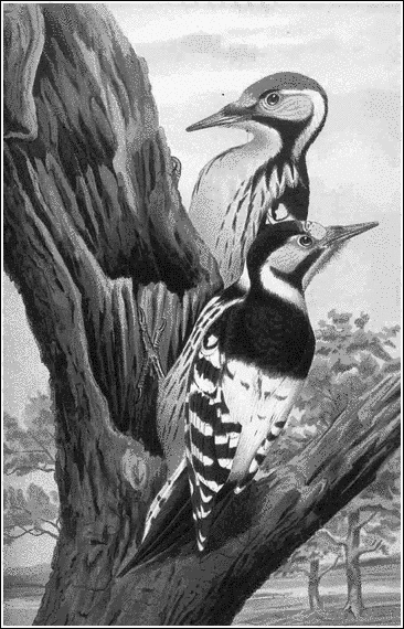 White backed Woodpecker