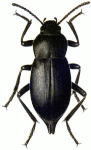 Cellar Beetle
